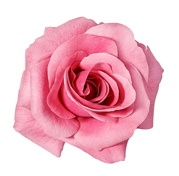 Fleur rouge fraîche dans un bouquet